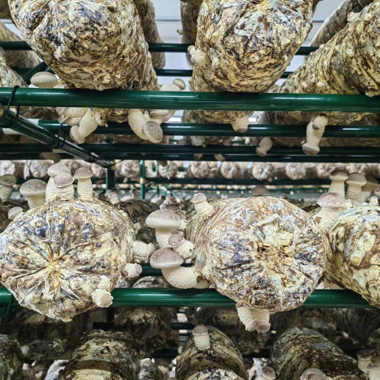 Fresh shiitake/oyster/king oyster mushrooms, seasonal supply.jpg